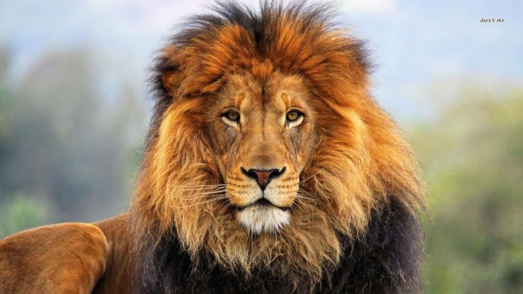hajhullás oka oroszlán